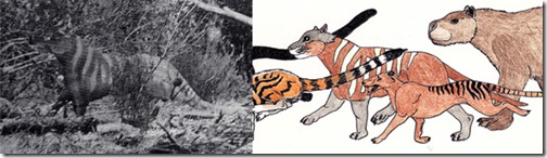 Rilla-Martin-1964-and-interpretation-600-px-tiny-Feb-2016-Darren-Naish-Tetrapod-Zoology