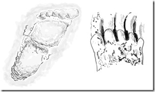 Patty-print-and-Walla-Walla-print-600-px-tiny-June-2016-Darren-Naish-Tetrapod-Zoology