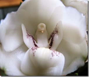 Dove-Orchid-Or-Holy-Ghost-Orchid-Peristeria-Elata-17-Flowers-That-Look-Like-Something-Else