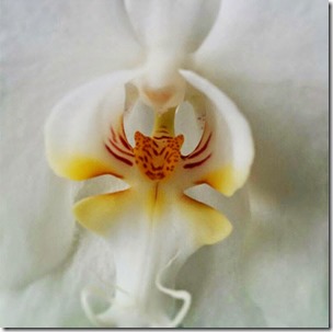 Orchid-That-Looks-Like-A-Tiger-17-Flowers-That-Look-Like-Something-Else