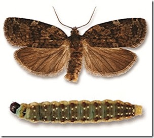Spruce budworm moth and caterpillar, Natural Resources Canada