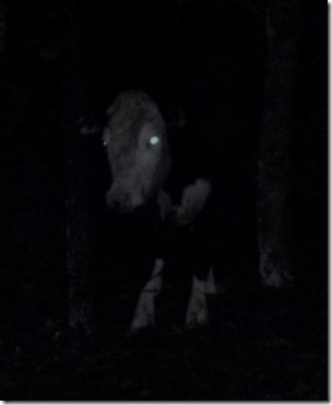 20080531-1937-Night_Cow