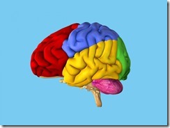 brain-lobes-diagram