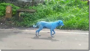 Blue-dogs-india-750x422