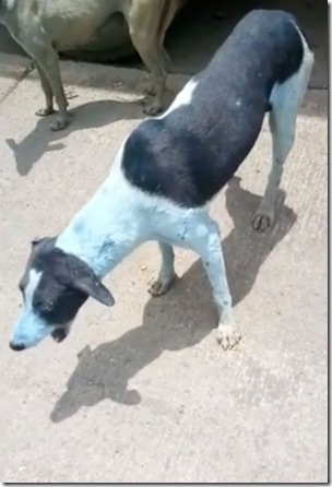 Blue-dogs-india3