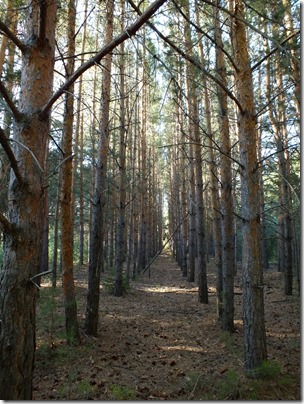 Lenin-forest3