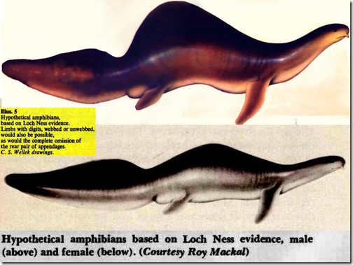 Nessie-1972-Flippers-Aug-2020-Mackal-embolomere-from-SM-1058px-92kb-Aug-2020-Tetrapod-Zoology