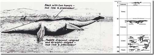 Nessie-1972-Flippers-Aug-2020-Taylor-&-Martin-1351px-156kb-Aug-2020-Tetrapod-Zoology