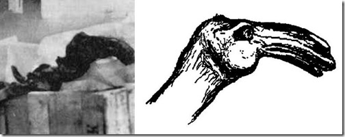 Naden-Habour-Cadborosaurus-carcass-Nov-2020-Cadborosaurus-head-Bousfield-&-LeBlond-1995-899px-49kb-Nov-2020-Tetrapod-Zoology