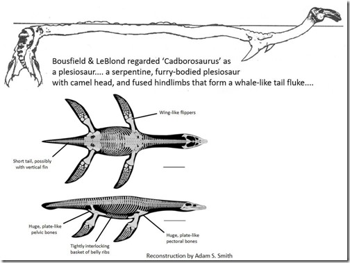 Naden-Habour-Cadborosaurus-carcass-Nov-2020-Cadborosaurus-vs-actual-plesiosaur-1001px-92kb-Nov-2020-Tetrapod-Zoology