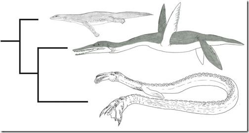 Naden-Habour-Cadborosaurus-carcass-Nov-2020- Caddy-cladogram-Feb-2015-799px-125kb-Nov-2020-Darren-Naish-Tetrapod-Zoology