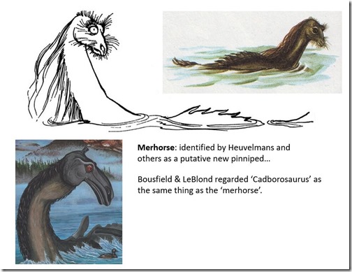 Naden-Habour-Cadborosaurus-carcass-Nov-2020-Caddy-vs-Merhorse-slide-979px-101kb-Nov-2020-Darren-Naish-Tetrapod-Zoology