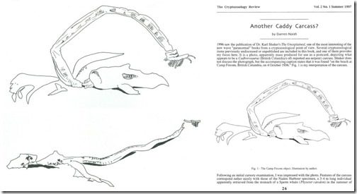 Naden-Habour-Cadborosaurus-carcass-Nov-2020-Camp-Fircom-montage-2-1348px-110kb-Nov-2020-Darren-Naish-Tetrapod-Zoology