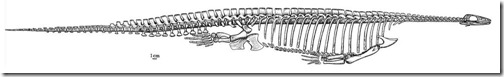 Naden-Habour-Cadborosaurus-carcass-Nov-2020- Carroll-&-Gaskill-1985-Pachypleurosaurus-whole-1148px-43kb-Nov-2020