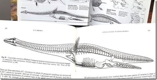 Naden-Habour-Cadborosaurus-carcass-Nov-2020-Norman-1985-and-Brown-1981-montage-slide-1308px-163kb-Nov-2020-Tetrapod-Zoology