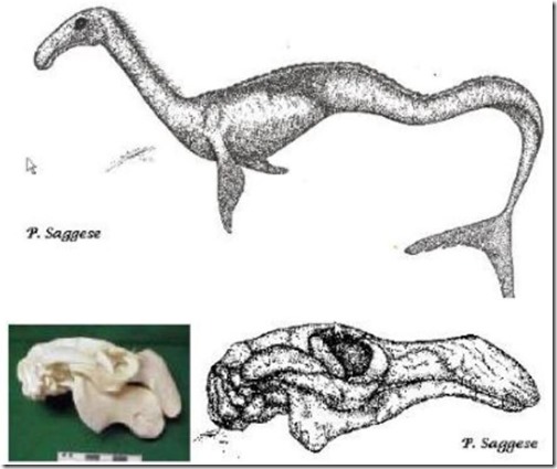 Naden-Habour-Cadborosaurus-carcass-Nov-2020-Saggese-Cadborotherium-sirenian-montage-879px-72kb-Nov-2020-Tetrapod-Zoology