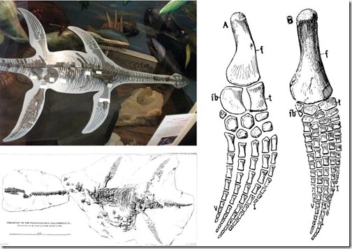 Naden-Habour-Cadborosaurus-carcass-Nov-2020- plesiosaur-montage-971px-127kb-Nov-2020-Tetrapod-Zoology