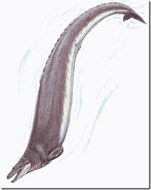 Basilosaurus cetoides, Dmitry Bogdanov-Wikipedia CC BY 3.0 licence