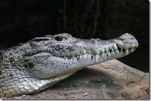 New Guinea crocodile, Wilfried Berns-Wikipedia CC BY-SA 2.0 licence
