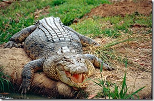 Saltwater crocodile, Bernard Dupont-Wikipedia CC BY-SA 2.0 licence