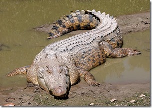 Saltwater crocodile, public domain