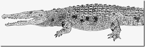 Migo-1994-Feb-2021-Saltwater-crocodile-drawing-1078px-89kb-Feb-2021-Darren-Naish-Tetrapod-Zoology