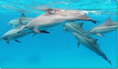 Migo-1994-Feb-2021-spinner-dolphins-Red-Sea-Alexander-Vasenin-CC-BY-SA-3-0-wikipedia-1000kb-25kb-Sept-2019-Feb-2021-Tetrapod-Zoology