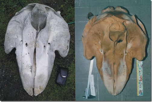 Morgawr-Feb-2021-Durgan-Beach-skull-with-Globicephala-1198px-165kb-Feb-2021-Darren-Naish-Tetrapod-Zoology