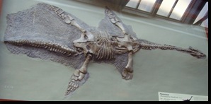 PlesiosaurusHawkinsiNHM