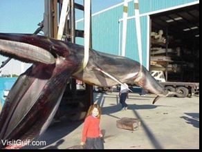 Florida fin whale