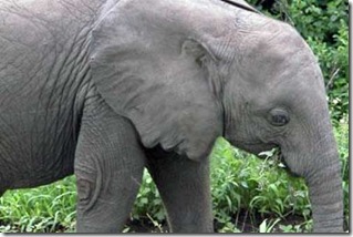 face-in-an-elephant-ear