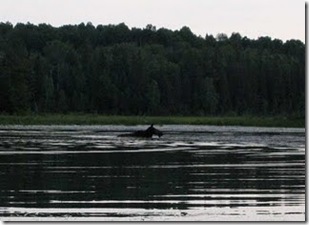 Opeongo Lake monster (Recognised as Swimming Moose)