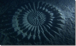 underwater-mystery-circle-6