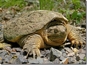 Common American Snapping Turtle, Dakota L-Wikipedia