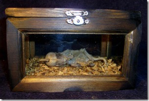 Mummified_Chupacabra_Display_1_by_DETHCHEEZ