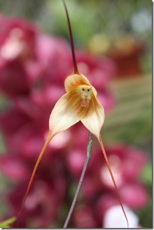 OrquideaMono