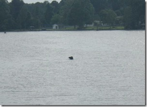 These photos taken by Harstville resident Jay Nester and posted on facebook reveal something resembling the head of a dragon or dinosaur floating in the current of Prestwood Lake during the evening  hours of Wednesday, June 19. More than a few residents spotted the curious site and contacted both the media and law enforcement.