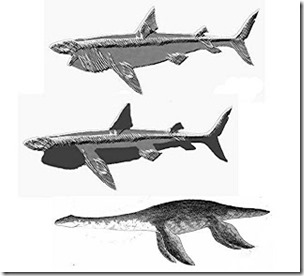 How a pseudo-plesiosaur forms from a basking shark carcase, Markus BuhlerJPG