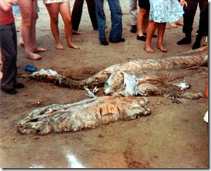 Kent sea monster carcase 1976, 1