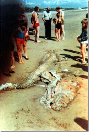 Kent sea monster carcase 1976, 2