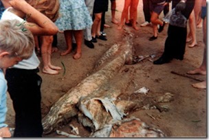 Kent sea monster carcase 1976, 3