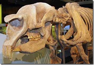 Diprotodon-skull-John-ONeill-wikipedia-350-px-tiny-Oct-2013