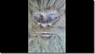 Bigfoot-face-picture