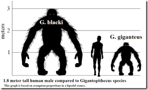 gigantopithecussizechart