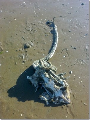 A family were left baffled after discovering this weird 'sea monster' washed up on a British beach. See SWNS story SWWEIRD: Stunned Lisa Worthington, 42, came across the denizen of the deep while out walking the family dog with husband, Peter, 52, and their two children. The two-foot long skeletal remains were found on the high tide mark on the beach in  Weston-Super-Mare, North Somerset. The family decided to take the mysterious two foot skeleton home so that her ten-year-old son Tyler could show his friends.