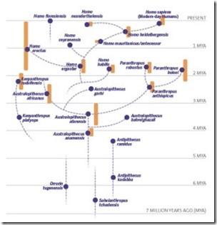 hominin_evolutionary_tree