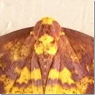 puzzling-moth