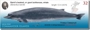 Bairds-Beaked-Whale-Stamp2-600x199