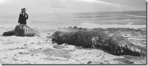 Beaked-Whale-Santa-Cruz-1920-Andrew-P.-Hill-Jr-via-Calisphere-large-600x264