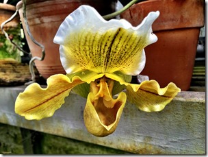 Orquidea